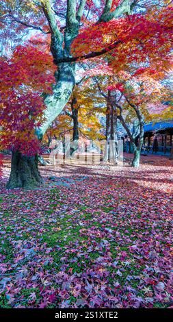 A stunning carpet of red and orange maple leaves covers the ground at Tofuku-ji Temple. A serene autumn scene. Kyoto, Japan. Stock Photo