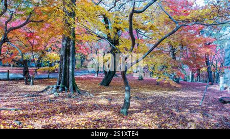 A stunning carpet of red and orange maple leaves covers the ground at Tofuku-ji Temple. A serene autumn scene. Kyoto, Japan. Stock Photo