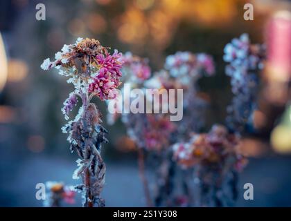 A close-up of frost-covered blossoms, showcasing the intricate details of nature's icy touch on delicate petals in the cold season. Stock Photo