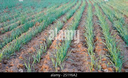 Macro photo of young green small wheat or oat or rye seedlings growing on a agricultural field in spring lit by morning sun. Rows of rye sprouts growi Stock Photo