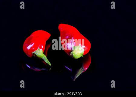 Two freshly harvested red chili peppers , showcasing their rich color and textures against a glossy black background, emphasizing their freshness and Stock Photo