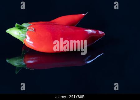 Two freshly harvested red chili peppers , showcasing their rich color and textures against a glossy black background, emphasizing their freshness and Stock Photo