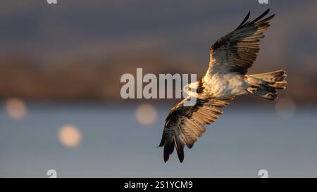 Bird of prey, Osprey (Pandion haliaetus) in the Sardinian marshes. Italy. Stock Photo