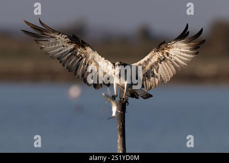 Bird of prey, Osprey (Pandion haliaetus) in the Sardinian marshes. Italy. Stock Photo