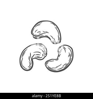 Cashew nuts in engraving style Stock Vector