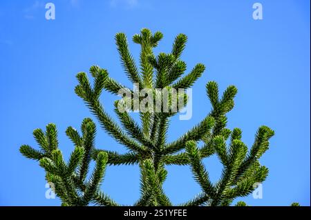 Detail of a monkey puzzle tree, Araucaria araucana, against a blue sky, UK Stock Photo