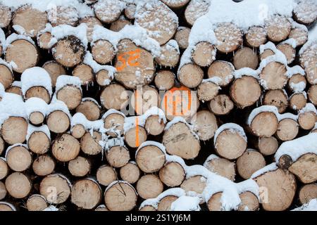 Woodpile in a forest in winter, Märzenbecher path, between Reblin and Valbert, Meinerzhagen, Nordhelle, Ebbe Mountain Nature Park, Sauerland, North Rh Stock Photo