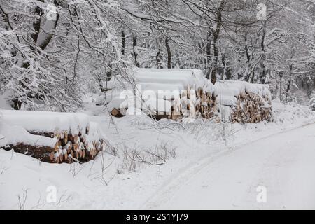 Woodpile in a forest in winter, Märzenbecher path, between Reblin and Valbert, Meinerzhagen, Nordhelle, Ebbe Mountain Nature Park, Sauerland, North Rh Stock Photo