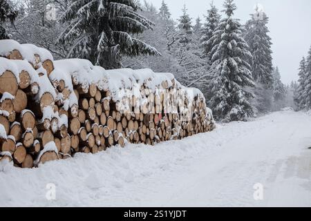Woodpile in a forest in winter, Märzenbecher path, between Reblin and Valbert, Meinerzhagen, Nordhelle, Ebbe Mountain Nature Park, Sauerland, North Rh Stock Photo