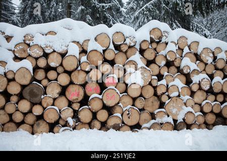 Woodpile in a forest in winter, Märzenbecher path, between Reblin and Valbert, Meinerzhagen, Nordhelle, Ebbe Mountain Nature Park, Sauerland, North Rh Stock Photo