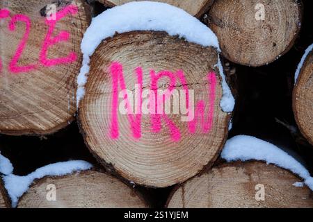 Woodpile in a forest in winter, Märzenbecher path, between Reblin and Valbert, Meinerzhagen, Nordhelle, Ebbe Mountain Nature Park, Sauerland, North Rh Stock Photo