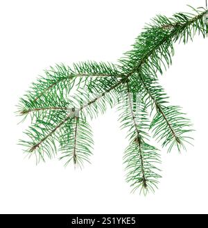 Pine branches and cones.  Long green fir branches. Isolated. For decor and decorations of invitations,advertising and sale. Also for New Year holidays Stock Photo