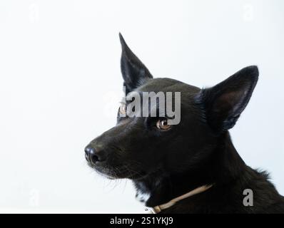 Close-up profile shot of a black adult female dog with short hair and orange-brown eyes. He is looking at the camera with his ears extended, an antipa Stock Photo