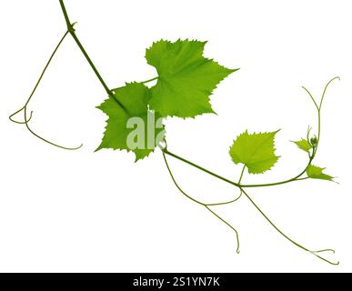 Green fresh grape leaf. Grape leaves vine branch with tendrils and young leaves. Small grape branch with green leaves. Isolated without shadow. Fresh Stock Photo