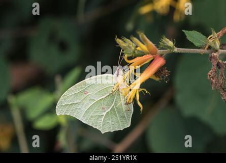 Yellow Angled Sulphur (Anteos maerula) feeding on a flower in Mexico Stock Photo