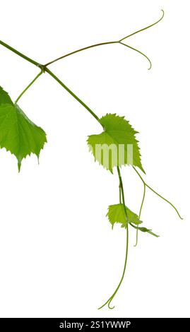 Grape branch isolated on white. Vine with green fresh leaves and tendrils. Grapevine. Sprig with leaves of grapevine. Fresh Green Grape Leaf. green vi Stock Photo