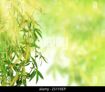Natural green background. bokeh on abstract background. Natural outdoors background. Foliage on the background of blurred nature. Natural background f Stock Photo