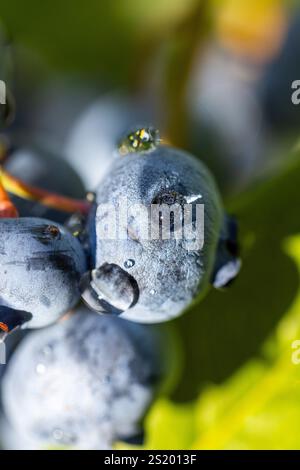 Fresh blueberries ripening on the bush, covered with sparkling water droplets, creating a vibrant and refreshing scene Stock Photo
