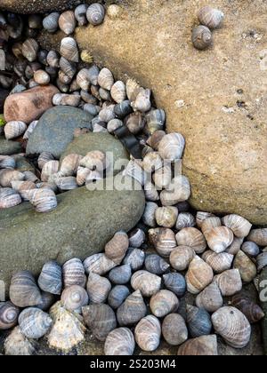 Common Winkle Littorina littorea sea snail marine gastropod mollusc colony amongst rocks on Scottish beach, Scotland, UK Stock Photo