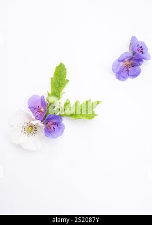 A delicate floral arrangement showcasing violet geranium flowers, a white poppy, and vibrant green leaves on a pristine white background. Minimalistic Stock Photo
