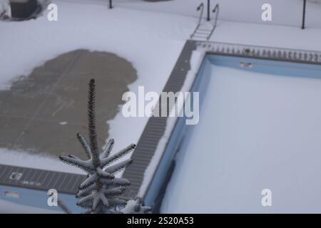 snow topped tips of a pine tree above a swimming pool in winter Stock Photo