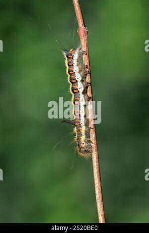 Closeup of a caterpillar of a grey dagger, Acronicta psi, moth crawling and eating in  forest Stock Photo