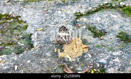 Colobura dirce or Dirce Beauty (Zebra Mosaic is a butterfly of Nymphalidae family that is seen from Central America to South America. Stock Photo