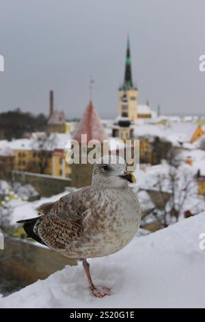 Steven the seagull perched on a snowy ledge in Tallinn, Estonia, blending urban wildlife with the historic city's wintry charm Stock Photo