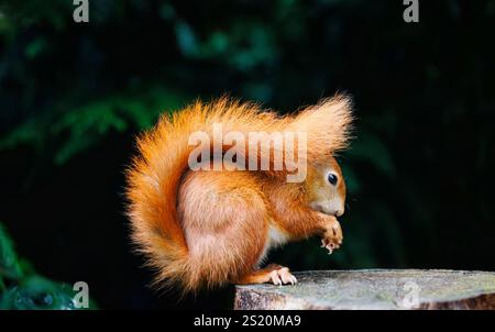 A red squirrel (Sciurus vulgaris) in a classic pose with its bushy tail held over its head at the British Wildlife Centre, Newchapel, Surrey, England Stock Photo