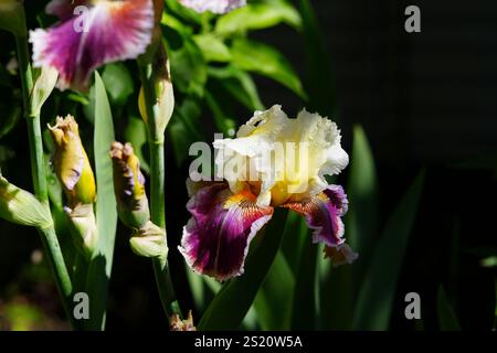 Tall Bearded Iris 'Aliens of the Galaxy' Stock Photo