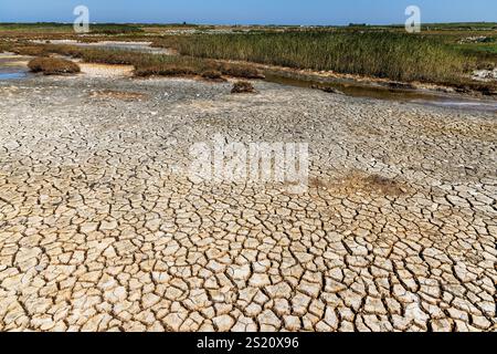 Dried mud in salt flats, Goury, Normandy, France Stock Photo