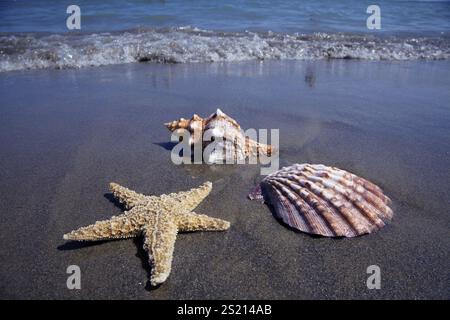 A shell lies on the sandy beach next to the sea. A nice reminder of the last holiday. Austria Stock Photo