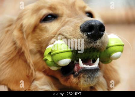 Golden Retriever young dog portrait with toy bone Stock Photo