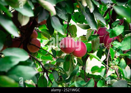 Red apples hanging on a tree Stock Photo