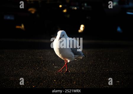 A lone seagull stands tall against the darkening sky, its white plumage contrasting dramatically against the shadowy asphalt. Stock Photo