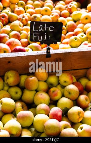 Bins full of apples labeled Late Fuji Stock Photo
