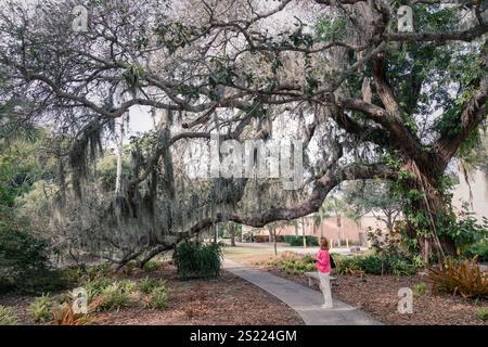A woman is looking up at a southern oak tree covered in spanish moss in a park in Sarasota, FL Stock Photo