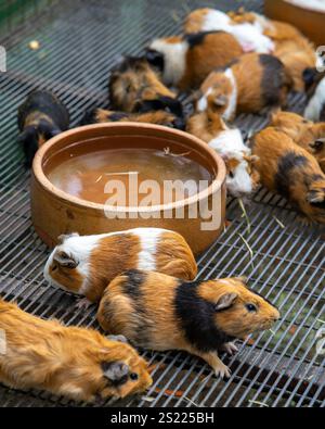 Cute pet brown hamsters in the cage. Stock Photo