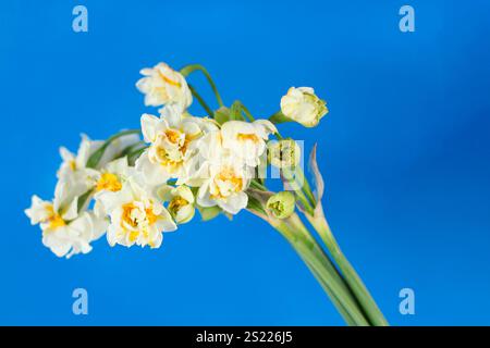 Narcissus flower isolated on blue background. Fragrant white flower. Stock Photo