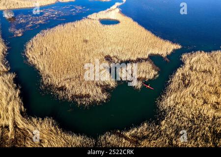 Man paddling in a kayak by dry yellow reeds on a sunny winter day on Cerknica lake, one of the largest intermittent lakes in Europe, Slovenia Stock Photo