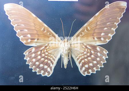 Close-up of a butterfly resting on a textured surface, wings spread revealing intricate patterns and colors Butterfly species-specific scale patterns Stock Photo