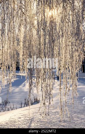 Frozen birch branches with hoarfrost hanging in the sunshine Stock Photo