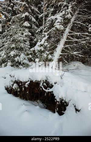 Exposed roots of a fallen tree in the snow Stock Photo