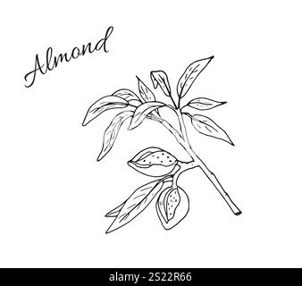 Almond nuts in shell. Almond branch with leaves. Botanical Hand-drawn vector illustration isolated on white background. Stock Vector