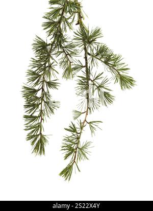 Branches of Cedrus libani, commonly known as cedar of Lebanon, isolated Stock Photo