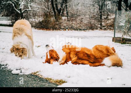Dogs playing and rolling in the snow Stock Photo