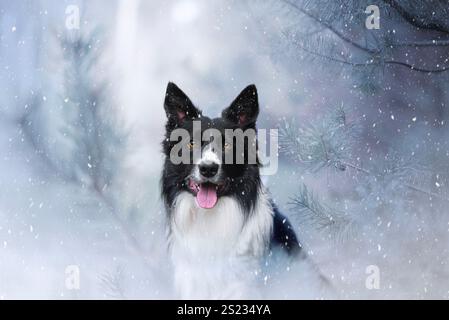 Winter portrait of border collie. Stock Photo