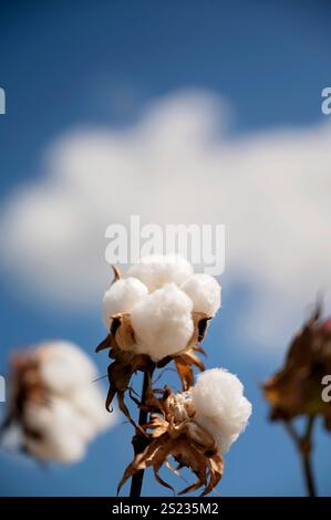 Cotton boll against a bright blue sky with soft white clouds Stock Photo