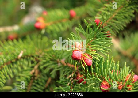 a blooming red pine cones on the branches of a spruce Stock Photo