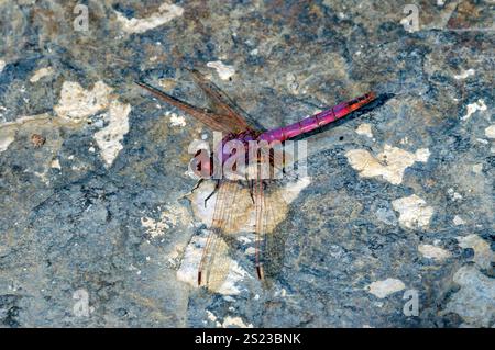 Violet dropwing (Trithemis annulata), a beautiful dragonfly from Lake Natron, Tanzania. Stock Photo